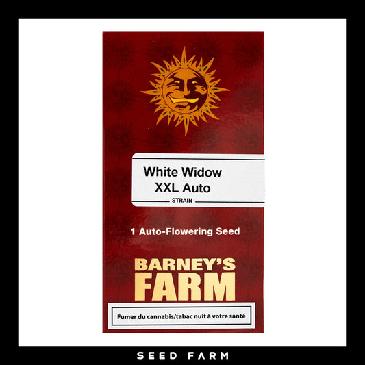 Barneys Farm White Widow XXL Automatic Cannabis Samen, 1 Stück, Vorderansicht