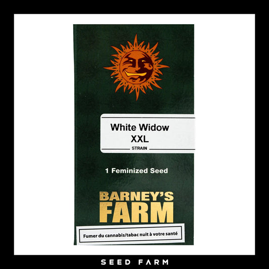 Barneys Farm White Widow XXL feminisierte Cannabis Samen, 1 Stück, Vorderansicht