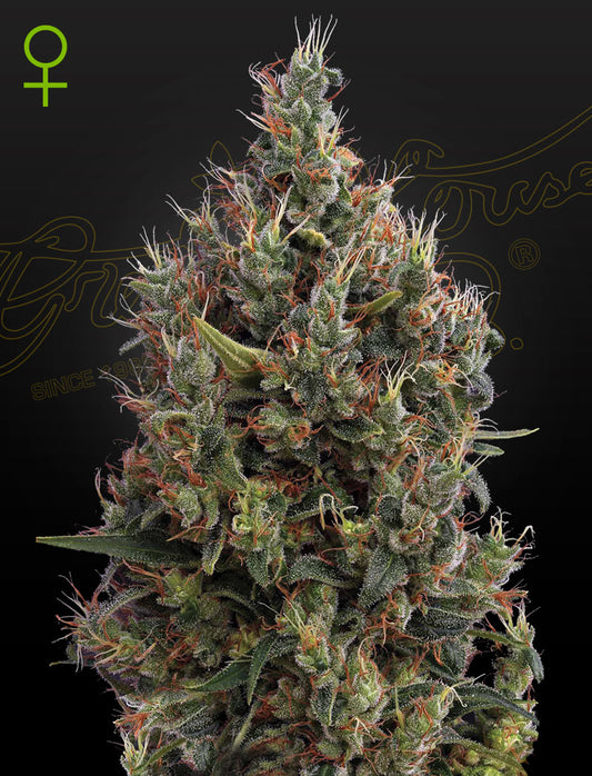 Green House Seed - BIG BANG - Automatic - 3 Seeds