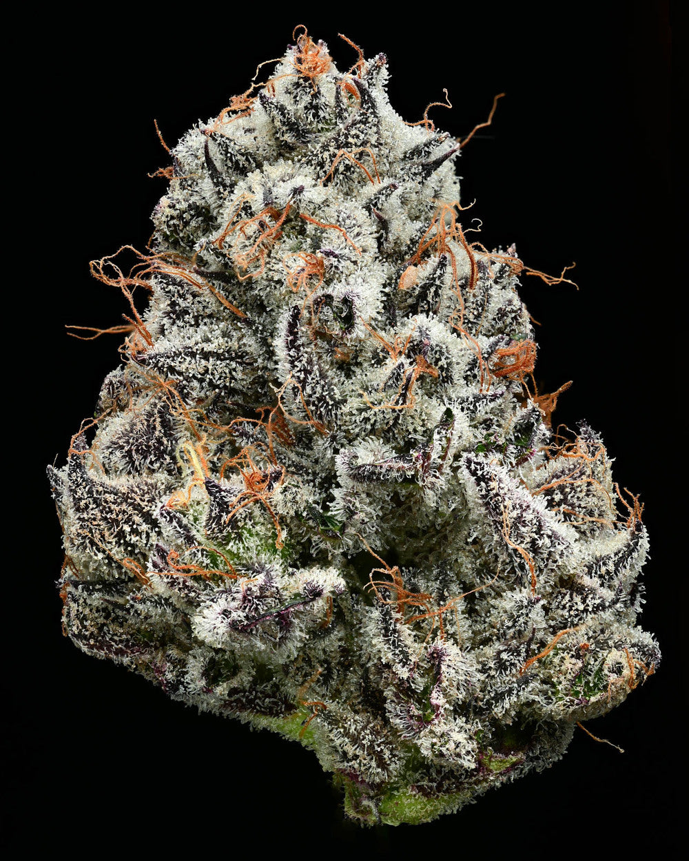 Barney's Farm x Backpackboyz - BLACK CHERRY GUSHERS - Feminized - 3 Seeds