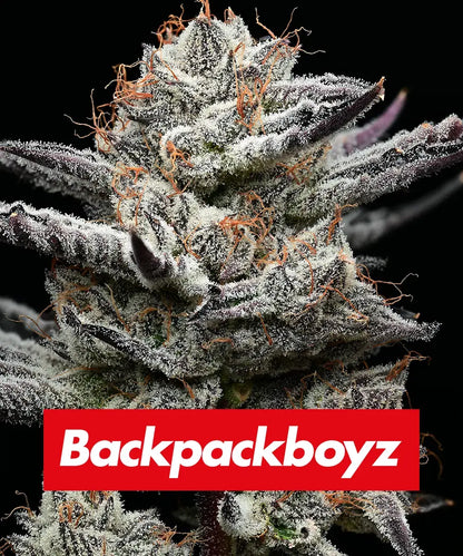 Barney's Farm x Backpackboyz - BLACK CHERRY GUSHERS - Feminized - 3 Seeds