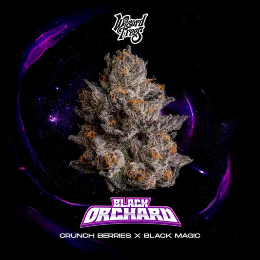 Wizard Trees - BLACK ORCHARD - Feminized