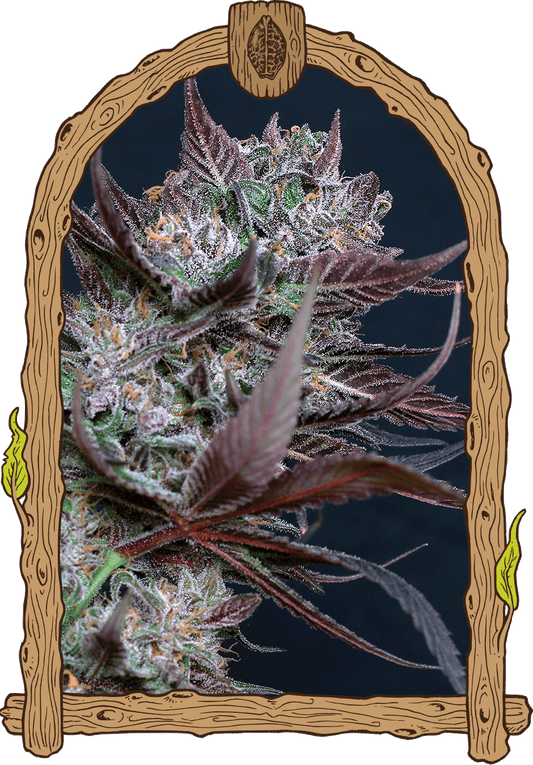 Exotic Seed - BLACK LEMON - Feminized