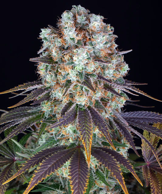 Barney's Farm - BRUCE BANNNER - Feminized - 3 Seeds