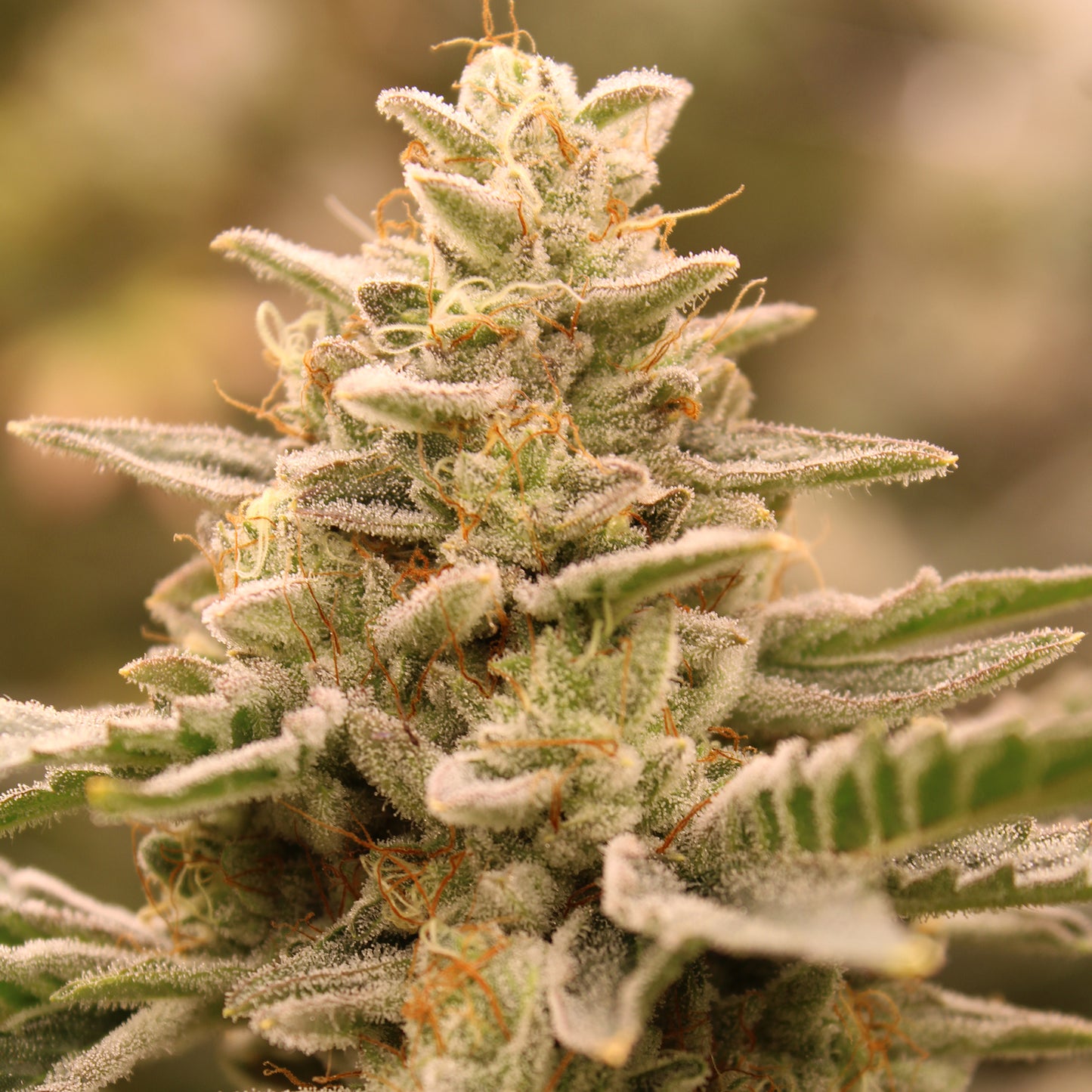 Terphogz - CROWN JEWELZ - Feminized - 10 Seeds