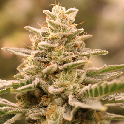 Terphogz - CROWN JEWELZ - Feminized - 10 Seeds