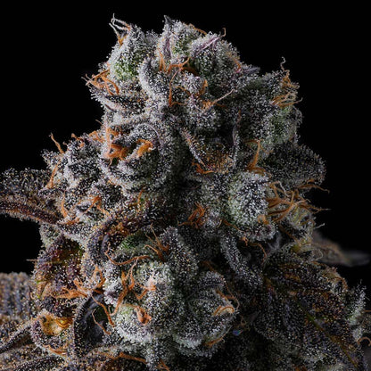 Compound Genetics - DULCE DREAMS - Feminized