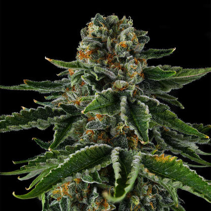 Compound Genetics - MR. JONES - Feminized