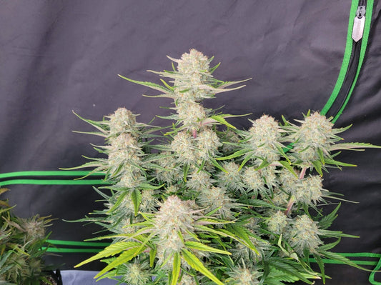 42 FastBuds - APRICOT - Automatic - 3 Seeds