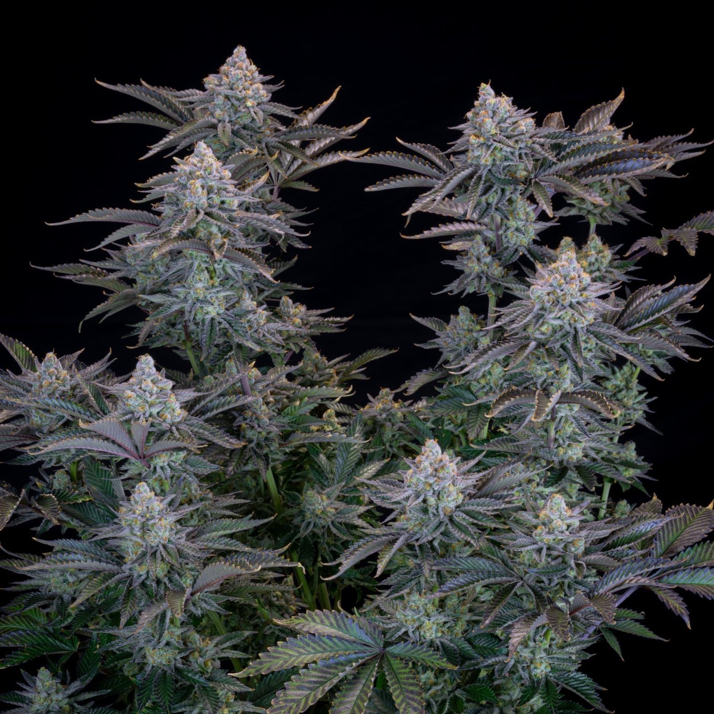 42 FastBuds - GORILLA COOKIES FF - Feminized - 3 Seeds