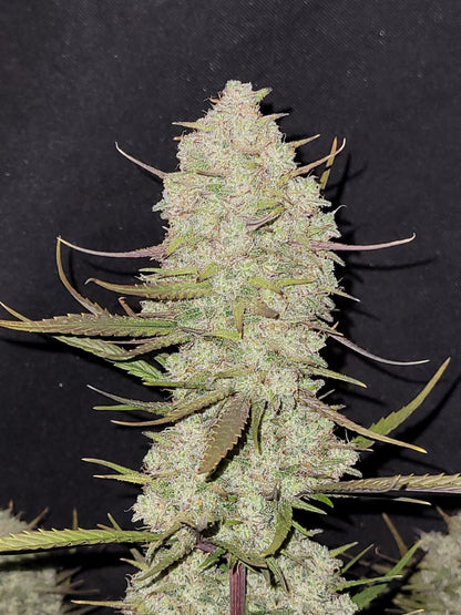 42 FastBuds - TROPICANA COOKIES - Automatic - 3 Seeds