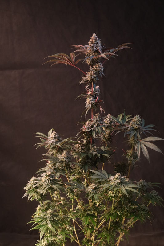 42 FastBuds - LEMON CHERRY RUNTZ - Feminized- 3 Seeds
