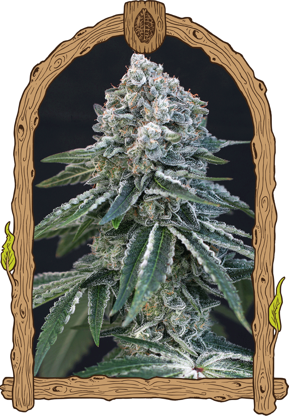 Exotic Seed - DEATH ROLL - Feminized