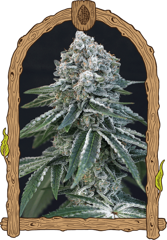 Exotic Seed - DEATH ROLL - Feminized
