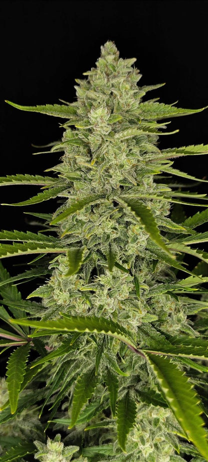 42 FastBuds - PAPAYA COOKIES - Automatic - 3 Seeds