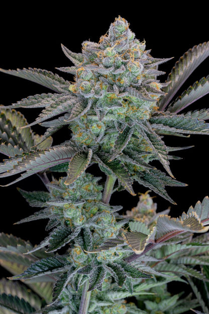 42 FastBuds - GORILLA COOKIES FF - Feminized - 3 Seeds