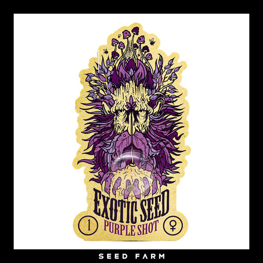 Exotic Seed Purple Shot, feminisierte Cannabis Samen, Vorderansicht