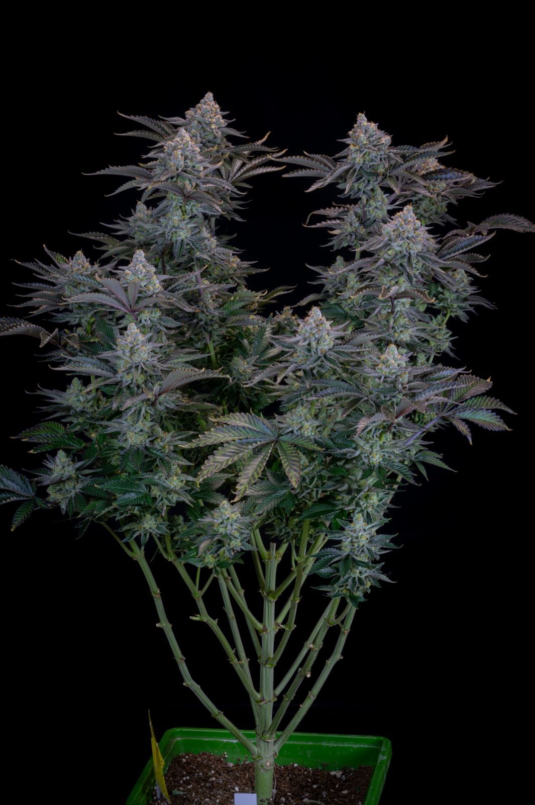 42 FastBuds - GORILLA COOKIES FF - Feminized - 3 Seeds