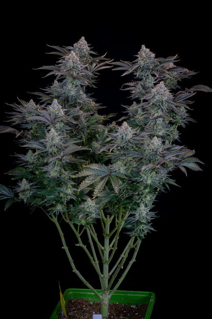 42 FastBuds - GORILLA COOKIES FF - Feminized - 3 Seeds