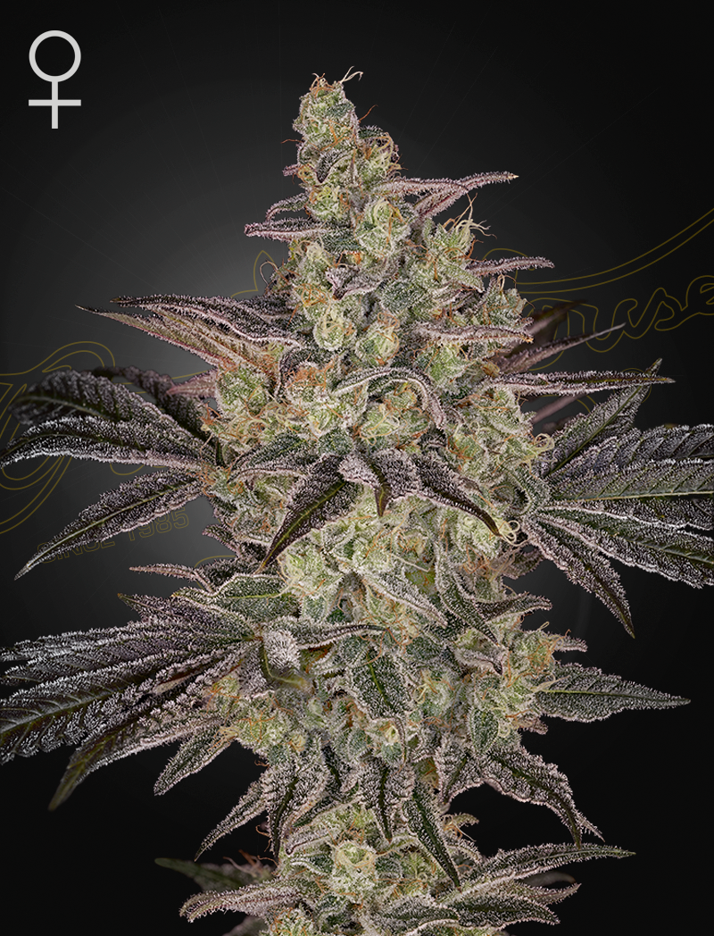 Green House Seed - FROSTED GUAVA AUTO - Automatic