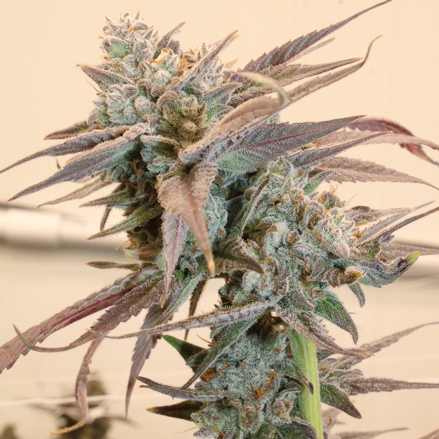 Terphogz - GELONOIDZ - Feminized - 10 Seeds