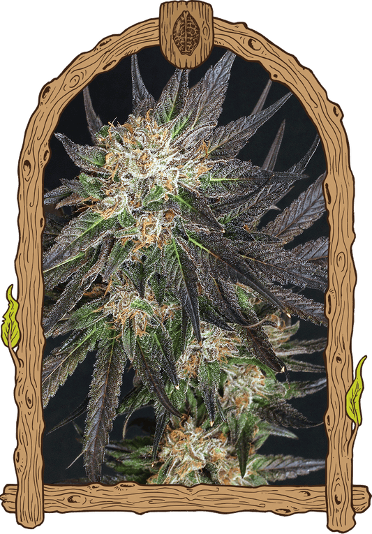Exotic Seed - GEORGIA CREAM - Feminized