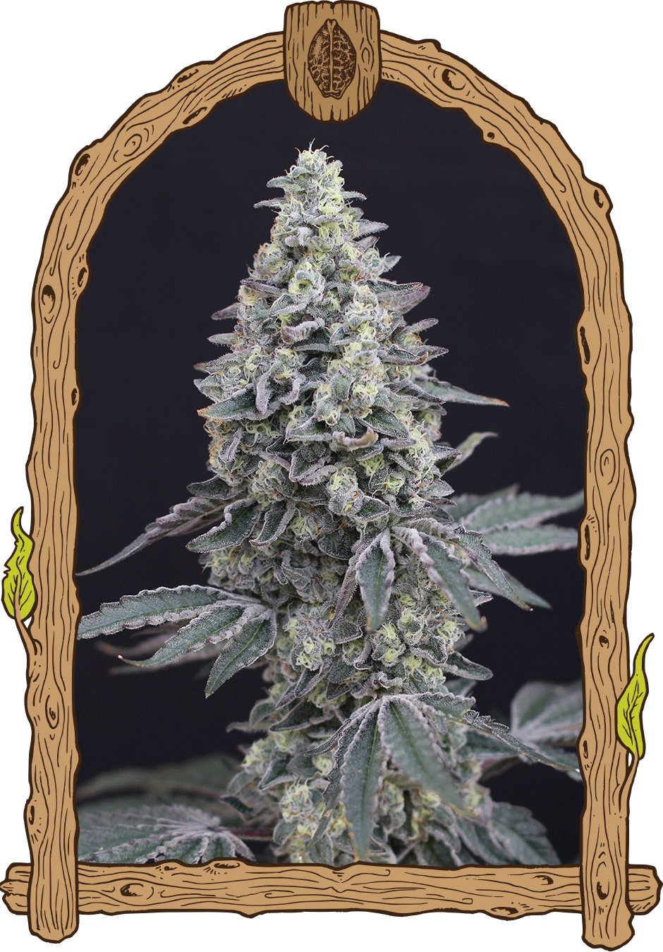 Exotic Seed - GEORGIA CREAM - Automatic