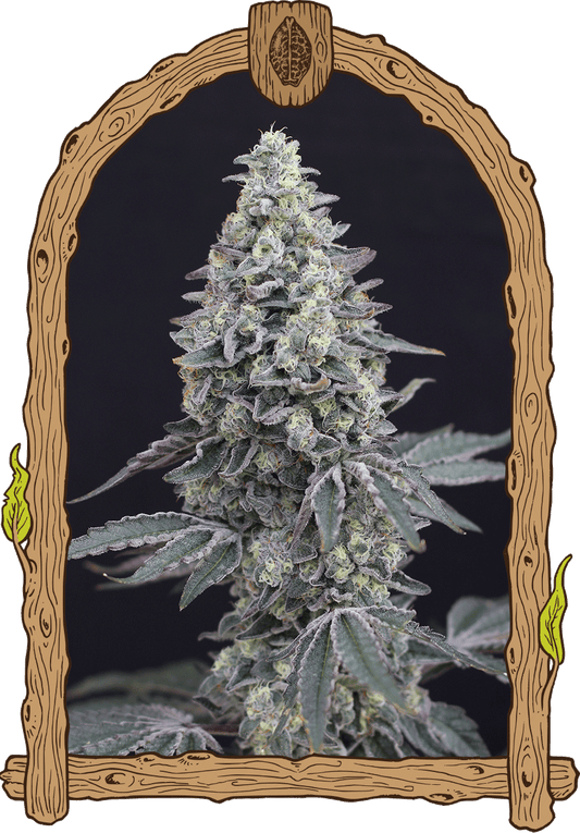 Exotic Seed - GEORGIA CREAM - Automatic