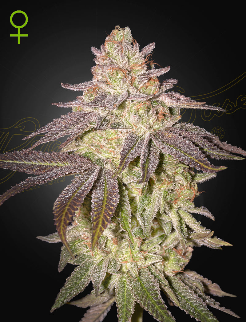 Green House Seed - BLACK TOFFEE - Automatic