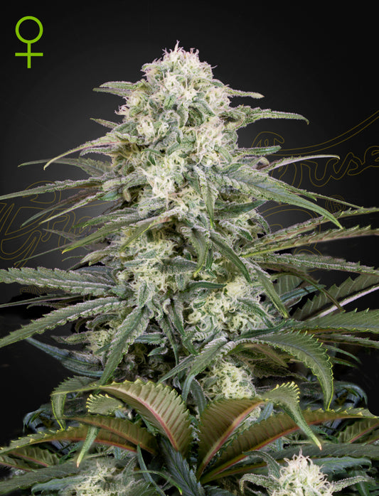 Green House Seed - KALASHNIKOVA - Automatic - 3 Seeds