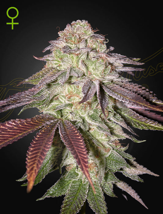 Green House Seed - SUGARLATO - Automatic