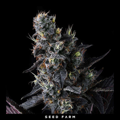 Compound Genetics - GIGGIN' GRAPES - Feminized