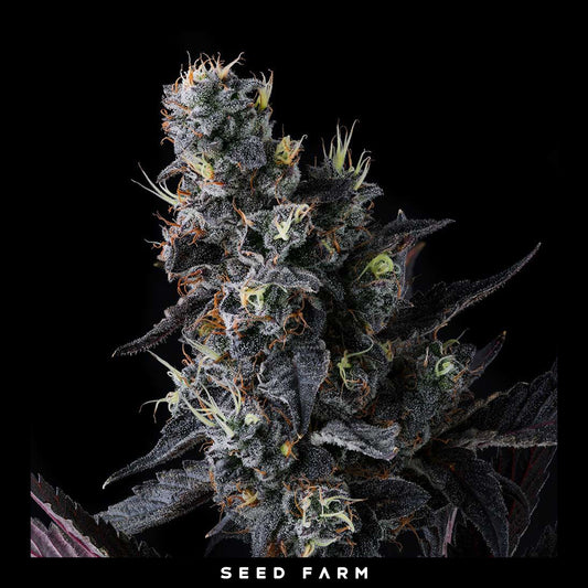 Compound Genetics - GIGGIN' GRAPES - Feminized