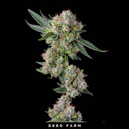 Compound Genetics - GLUE 31 - Feminized