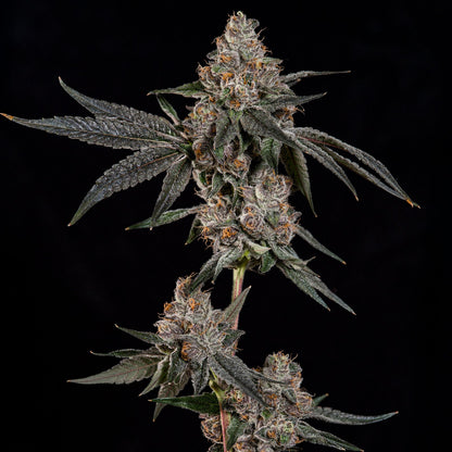 Wizard Trees - GRAND PRIXX - Feminized