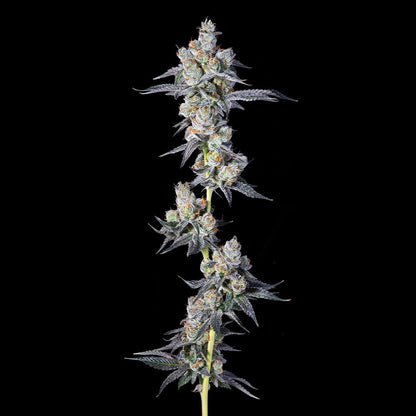 Compound Genetics - HAWAIIAN SUNKIST - Feminized