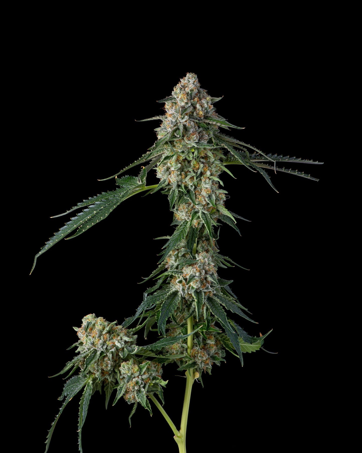 Compound Genetics - HONEYCOMB PAVÉ - Feminized