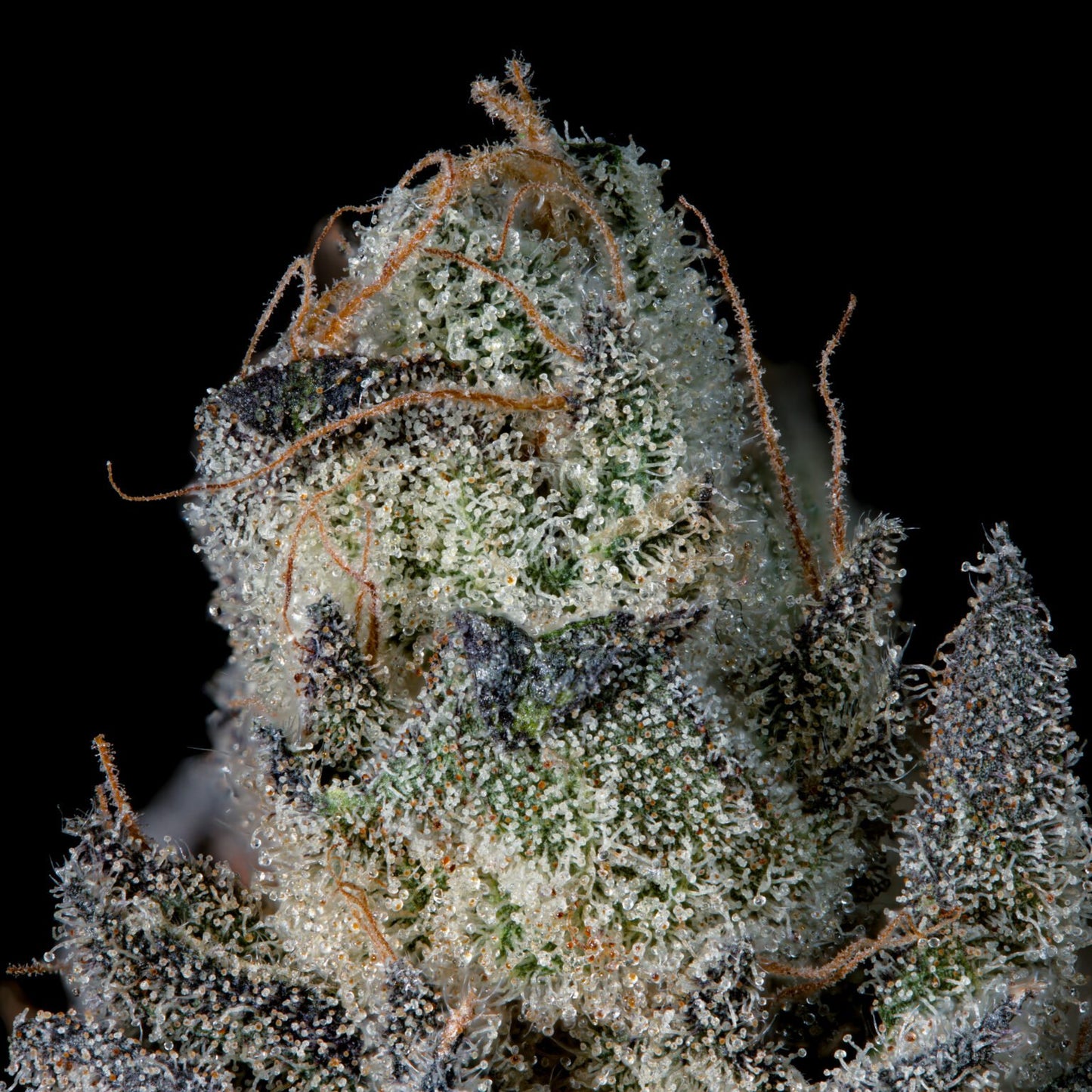 Wizard Trees - LAST POUR - Feminized