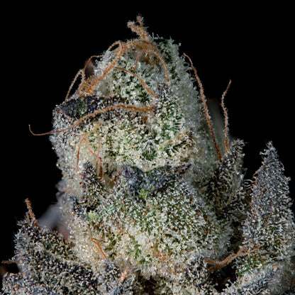 Wizard Trees - LAST POUR - Feminized