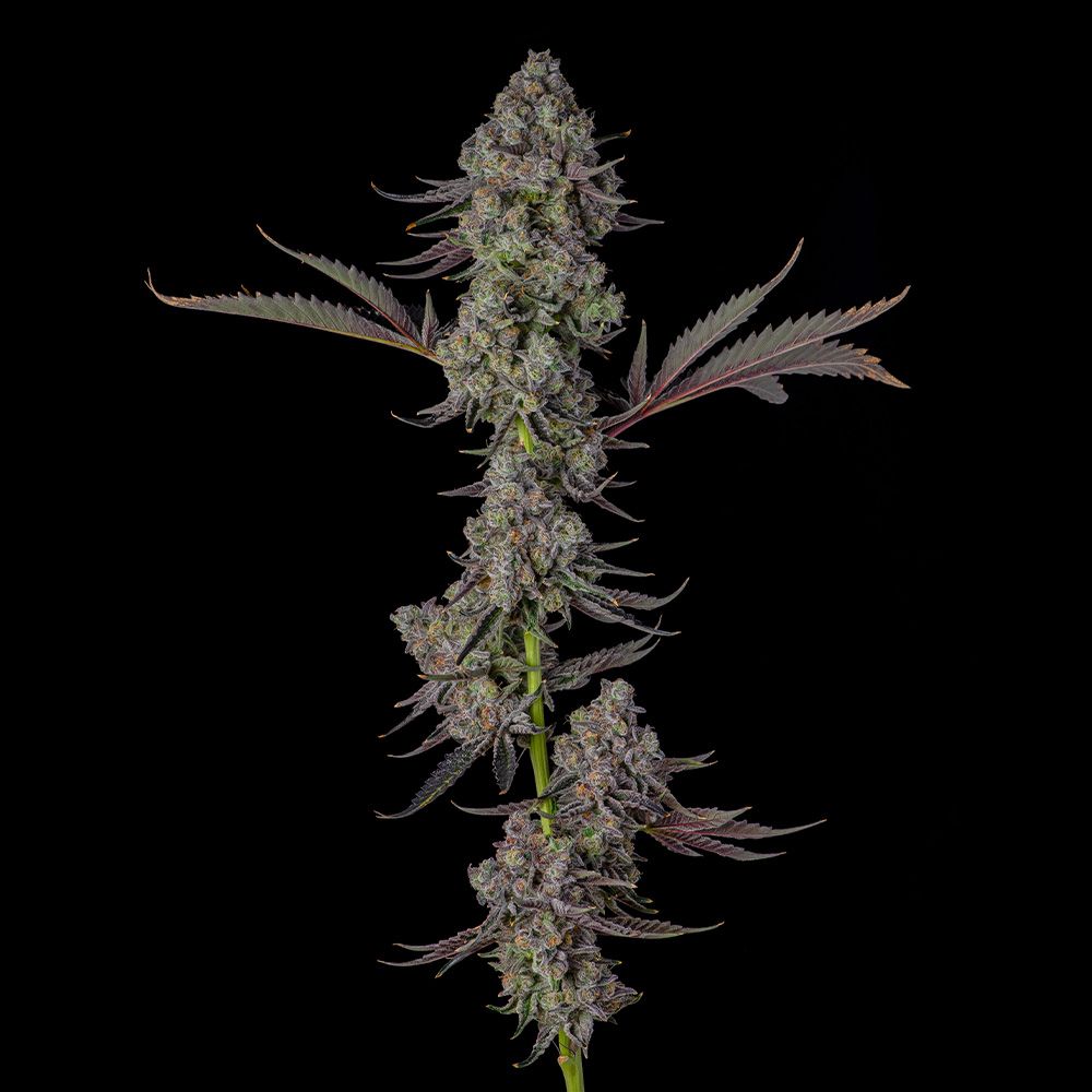 Compound Genetics - MR. JONES - Feminized
