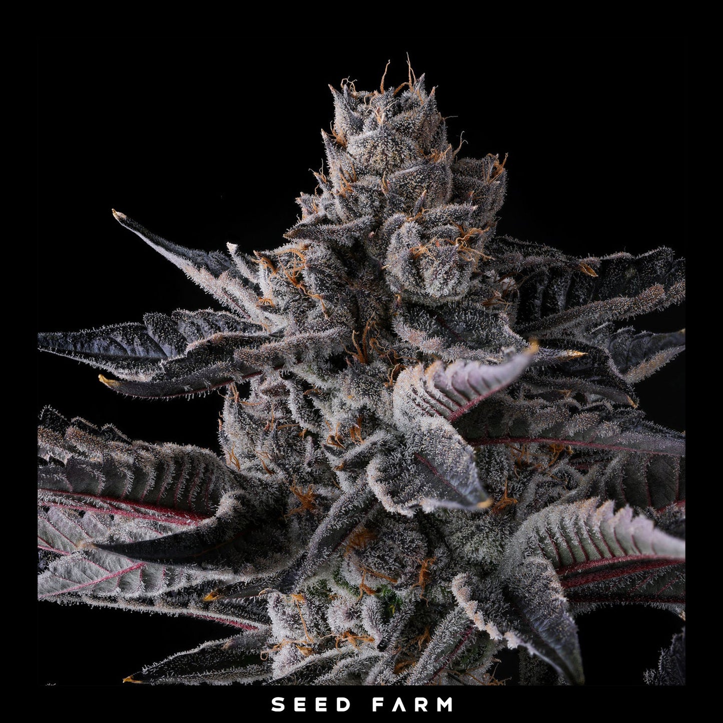 Compound Genetics - NEW MONEY - Feminized