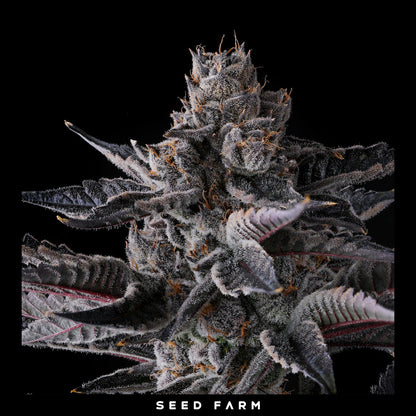 Compound Genetics - NEW MONEY - Feminized