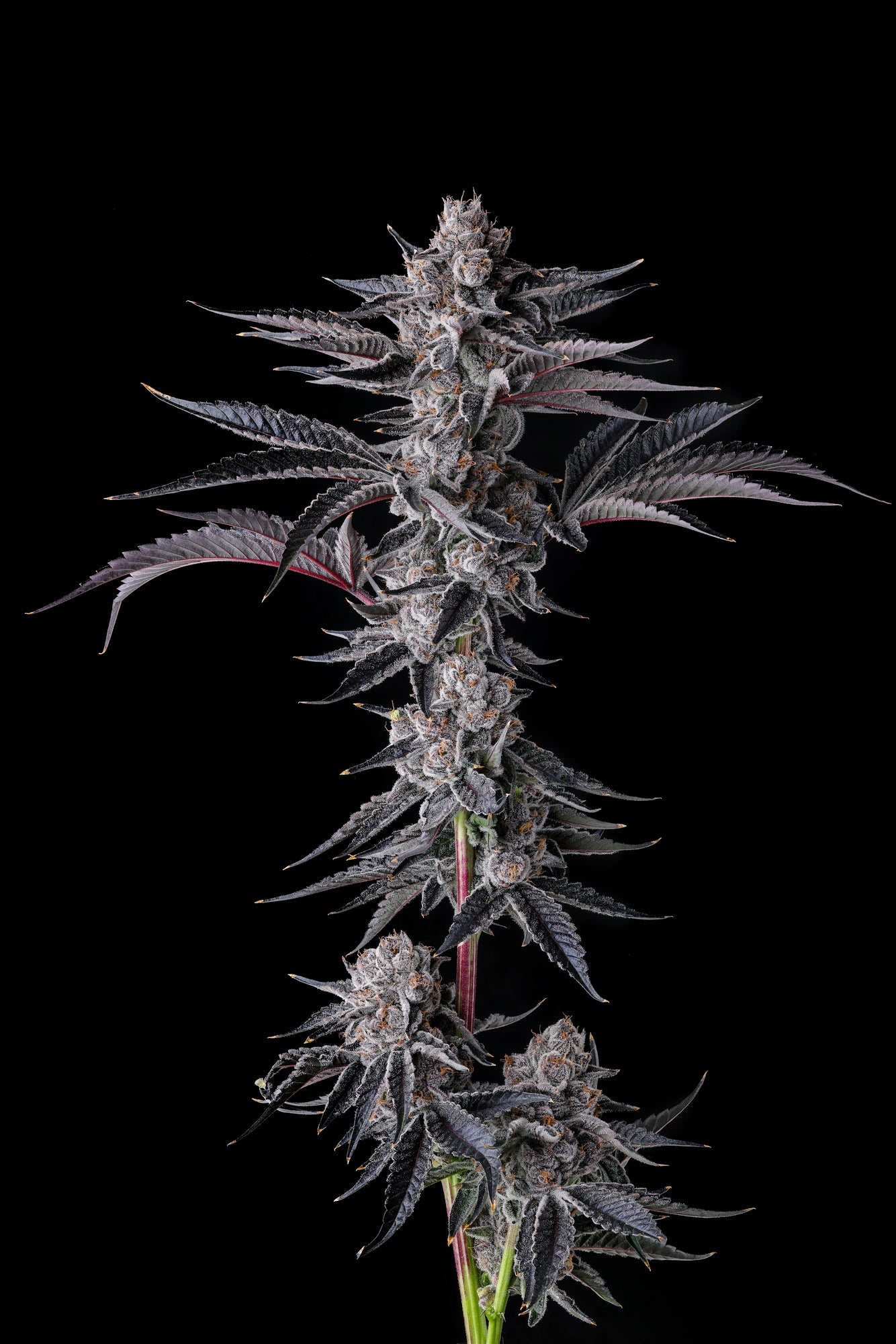 Compound Genetics - NEW MONEY - Feminized