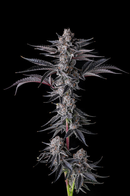 Compound Genetics - NEW MONEY - Feminized