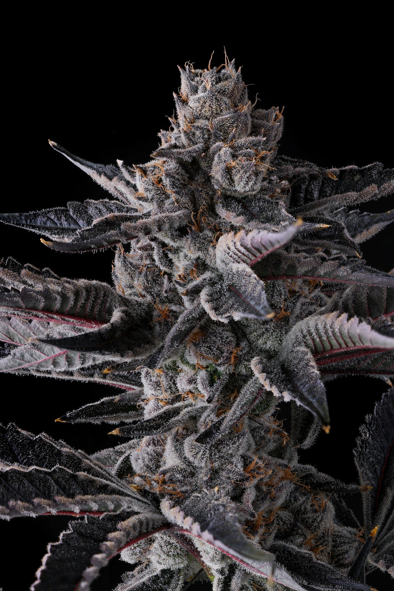 Compound Genetics - NEW MONEY - Feminized