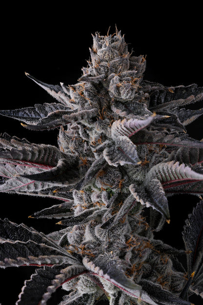 Compound Genetics - NEW MONEY - Feminized