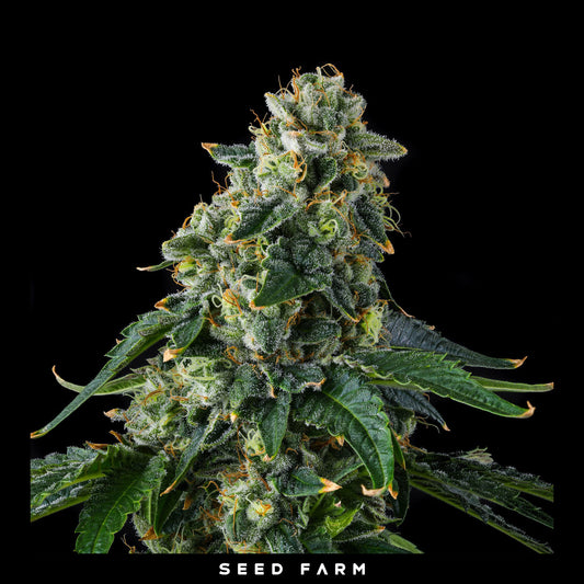 Compound Genetics - PRESIDENTIAL PARDON - Feminized