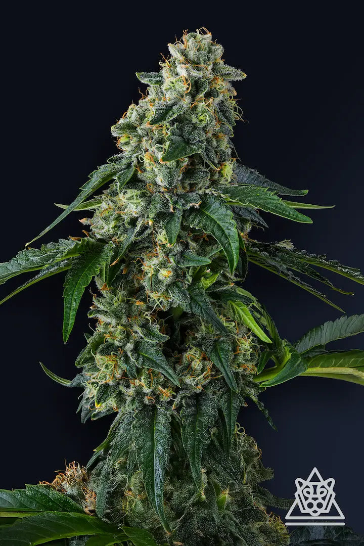 Compound Genetics - PRESIDENTIAL PARDON - Feminized