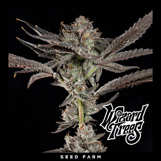 Wizard Trees - PROPA CANDY - Feminized