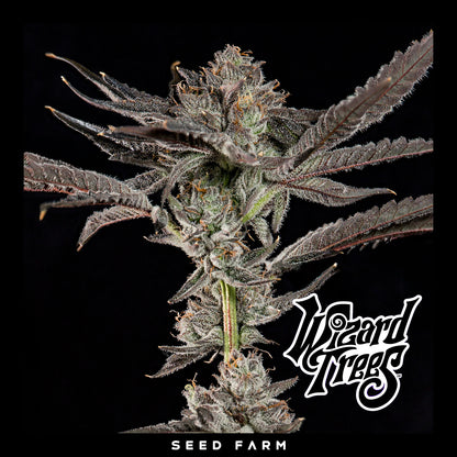 Wizard Trees - PROPA CANDY - Feminized